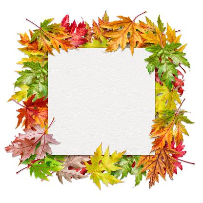 Square sheet of watercolor texture paper among colorful autumn maple leaves isolated on white background.