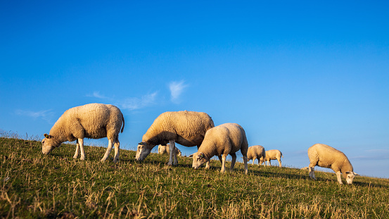 Sheep on the dyke of the island Terschelling  (the Netherlands)