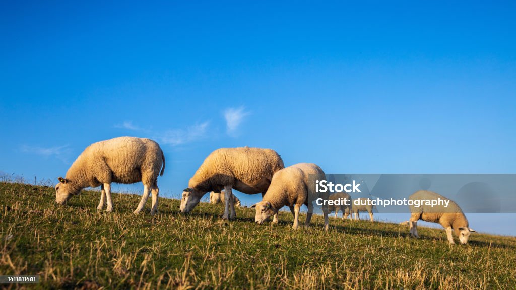 Sheep on the dyke of the island Terschelling  (the Netherlands) Color Image Stock Photo