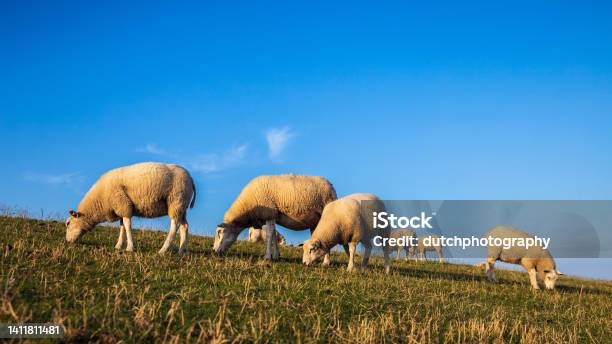 Sheep On The Dyke Of The Island Terschelling Stock Photo - Download Image Now