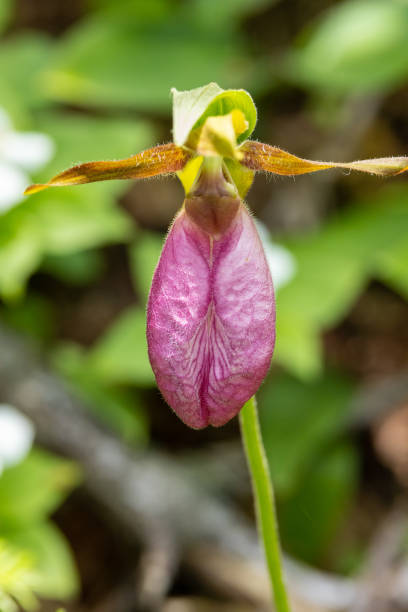 istock Pink Lady's Slipper Flower 1411813425