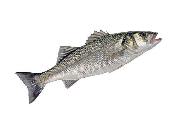 istock Sea bass fish isolated on white background 141181437