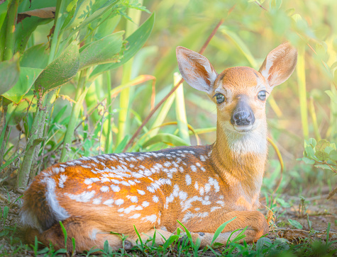 Doe (Capreolus capreolus) and newborn fawn standing in a meadow.