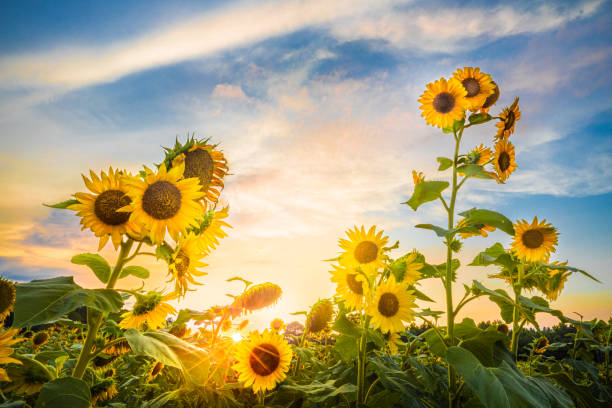 Sunset Among The Sunflowers A field of sunflowers in Marietta Mississippi. Sunflowers are bee magnets; each flower head produces a large volume of pollen and nectar that lures in bees and other pollinators. Sunflower oil is a great source of vitamin A and vitamin D, as well as Iron and Calcium. In general, sunflowers grow from six to ten feet tall. sunset dew stock pictures, royalty-free photos & images