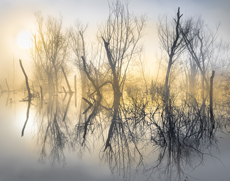 These dead trees and lake otherwise a jumbled mess. Include some atmospheric morning mist and calm reflections, it changes this lake into something totally different.\nOutside Tupelo Mississippi.