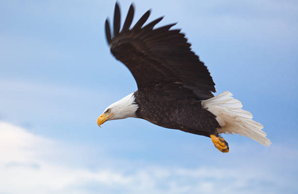 A close up of a flying Bald Eagle stock photo