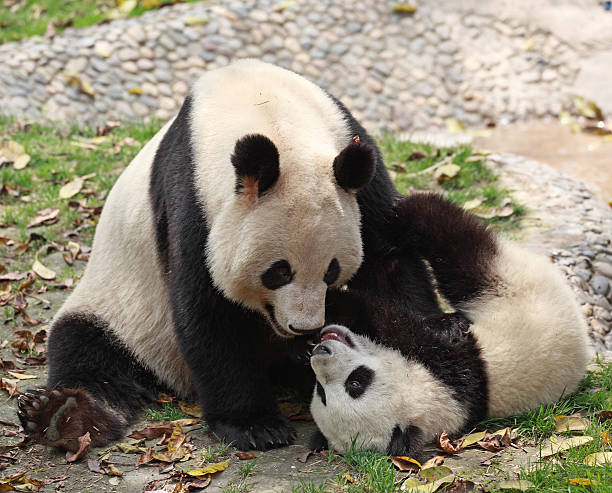 Giant panda with it cub