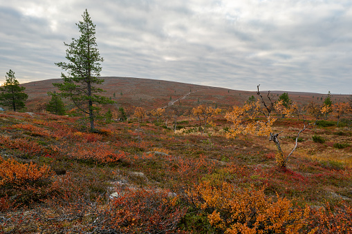 Lonely pine tree on to the trail in remote arctic landscape on a partly cloudy day of autumn. Hiking in misty Pallas Yllastunturi national park in Finnish arctic