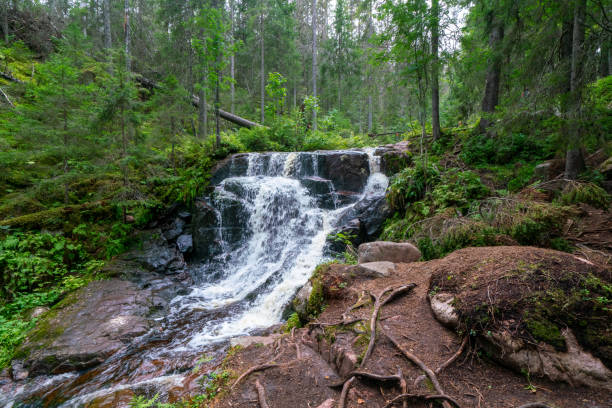 mały wodospad w lesie parku narodowego skuleskogen, szwecja. rzeka płynąca przez las. szlak turystyczny high coast. - minature waterfall zdjęcia i obrazy z banku zdjęć