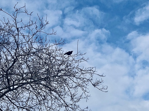 Horizontal looking up to black crow perched on winter bare tree top branches against a cloudy blue sky in country Australia