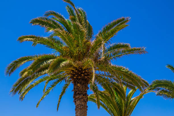 istock beautiful date palm under a blue sky 1411817113