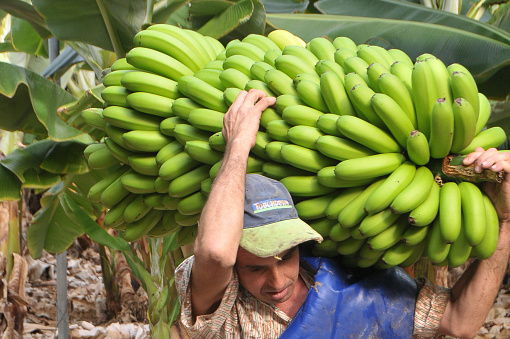 Farmer cuting banana bunch - Canary Island - Spain
