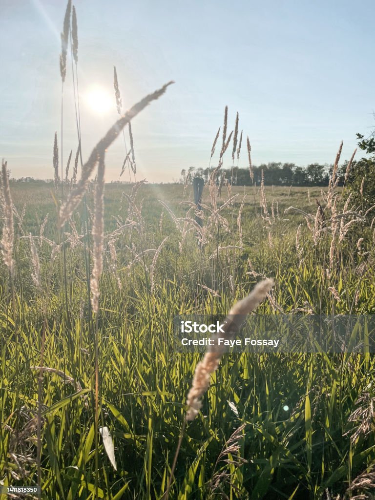 Manitoba Prairie Summer Serene summer prairie pasture view Agriculture Stock Photo