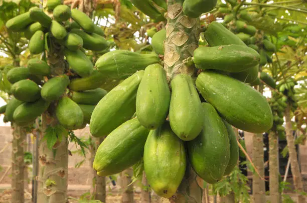 Photo of Papaya trees