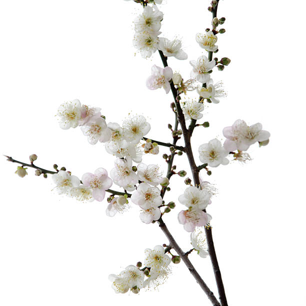 istock plum blossom flower 141181864