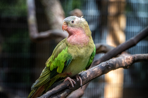 lovebird couple in the cage