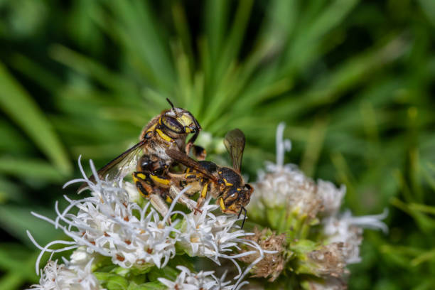 istock Anthidium florentinum, Wool carder bees, Cotton bees, Anthidiini, Megachilinae. 1411819754