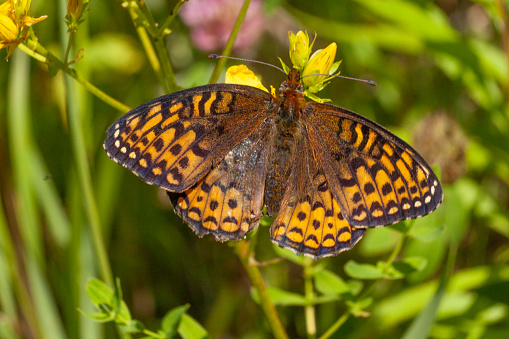 Atlantis Fritillary butterfly forages on a flower in summer in the boreal forest.