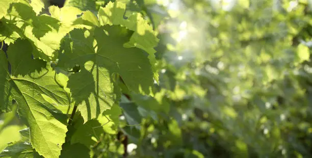thickets of grape leaves in the rays sun close-up