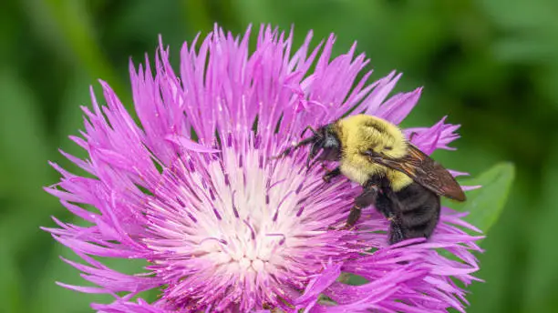 Common Eastern Bumble bee, (Bombus impatiens) forages on Greater knapweed in the Laurentian forest, in summer.