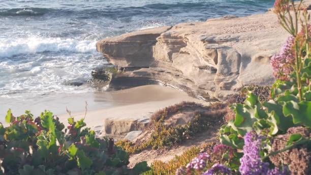 Ocean waves on beach, eroded cliff or bluff, La Jolla, California coast, USA. Ocean waves crashing on beach, sea water surface from above, eroded cliff of La Jolla shore, California pacific coast, USA. Seascape natural background. Erosion of bluff on coastline. Flowers greenery la jolla stock pictures, royalty-free photos & images