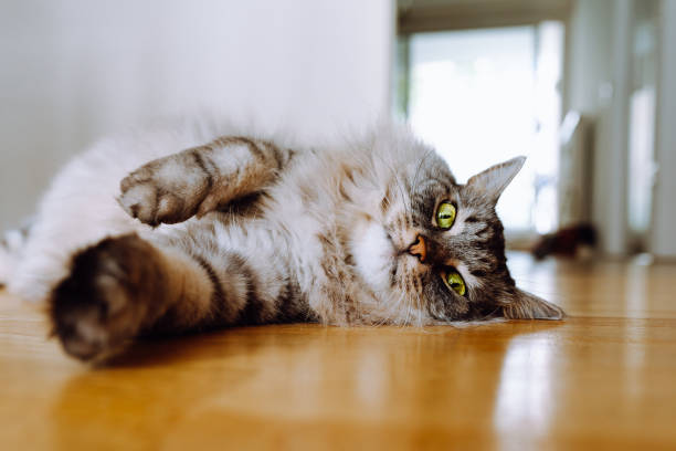 istock Maine Coon cat life 1411821353