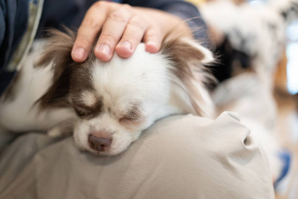 istock hand stroking a purebred dog, selective focus. 1411821501