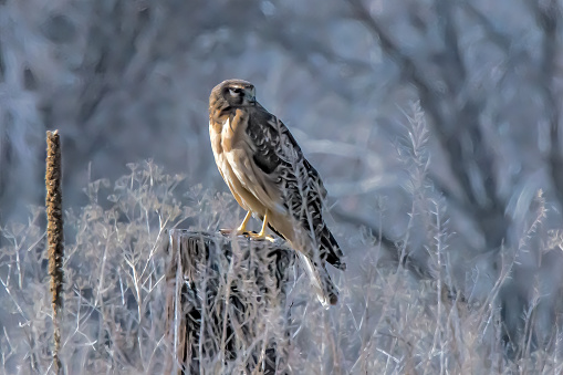 Northern Harrier (female) perched on post hunting for a meal in Colorado in western USA.