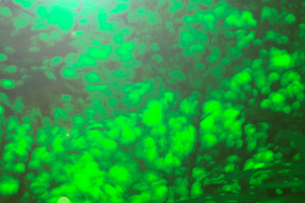 Green illuminate glitter bokeh for background for concept and more idea for creative