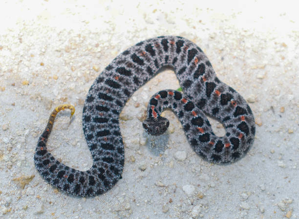 Full view of dusky Pygmy rattlesnake -Sistrurus miliarius barbouri - with orange red dorsal stripe stock photo