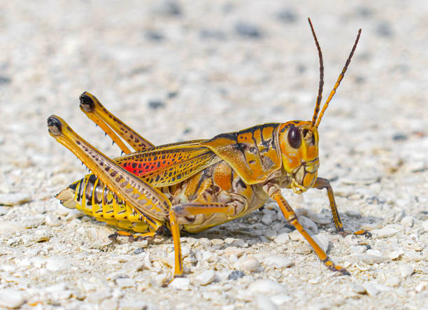 close-up de gafanhoto de lubber oriental adulto, lubber flórida - romalea microptera - grasshopper - fotografias e filmes do acervo