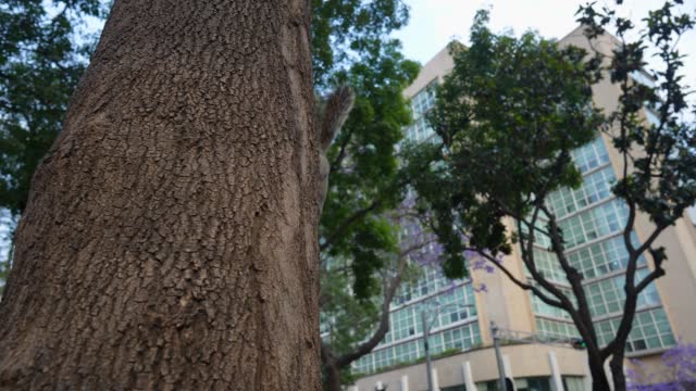 Squirrel  on the tree in Mexico City