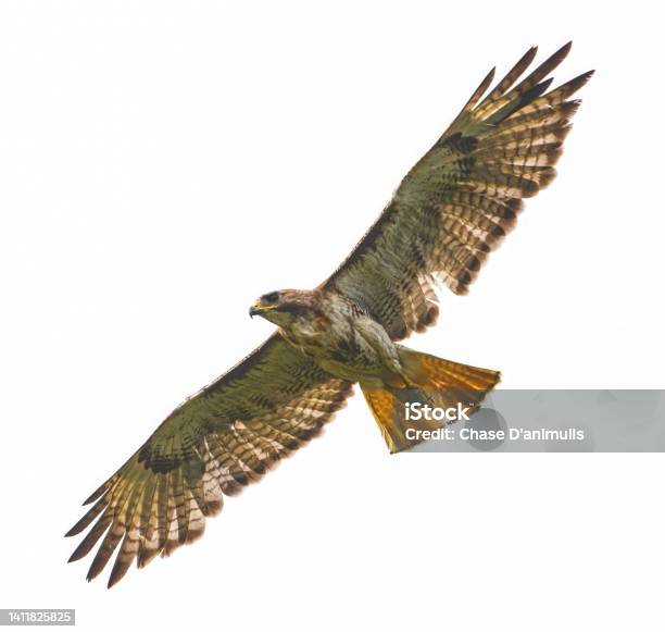 Red Tailed Hawk Buteo Jamaicensis In Flight Viewed From Below Isolated On White Background Stock Photo - Download Image Now