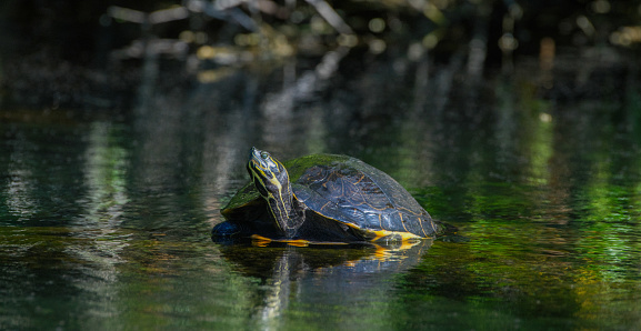 Suwannee cooter - Pseudemys concinna suwanniensis - resting on submerged log