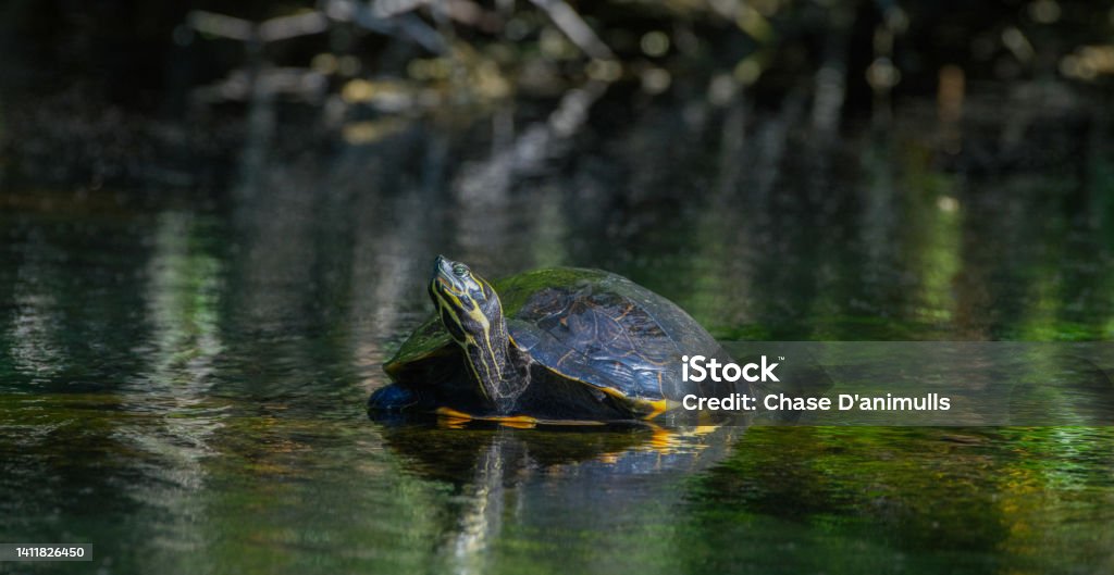 Suwannee cooter - Pseudemys concinna suwanniensis - resting on submerged log Turtle Stock Photo