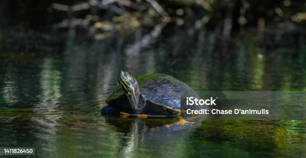 Suwannee Cooter Pseudemys Concinna Suwanniensis Resting On Submerged Log Stock Photo - Download Image Now