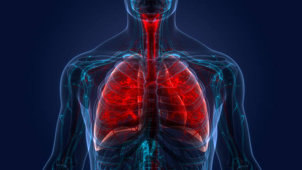 sistema respiratorio humano pulmones anatomía - human trachea fotografías e imágenes de stock