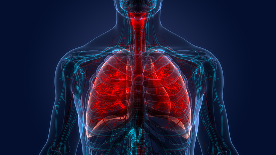 3D Illustration Concept of Human Respiratory System Lungs Anatomy