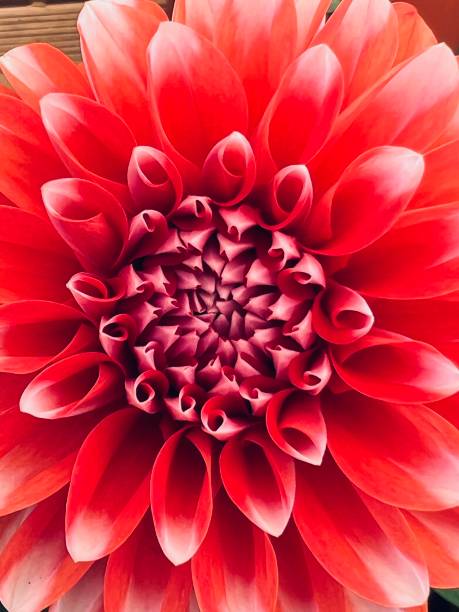 istock Dahlia close up - flower head red 1411828865