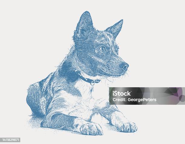 Anjing Gembala Australia Berharap Untuk Diadopsi Ilustrasi Stok Unduh Anjing Gembala Australia Berharap Untuk Diadopsi Ilustrasi Stok Unduh