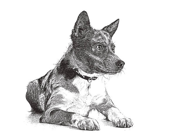 ilustrações de stock, clip art, desenhos animados e ícones de australian shepherd dog hoping to be adopted - mixed breed dog illustrations