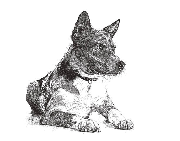 австралийская овчарка в надежде быть принятым - mixed breed dog illustrations stock illustrations