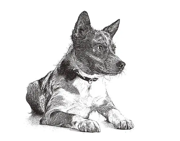 Vector illustration of Australian Shepherd Dog hoping to be adopted