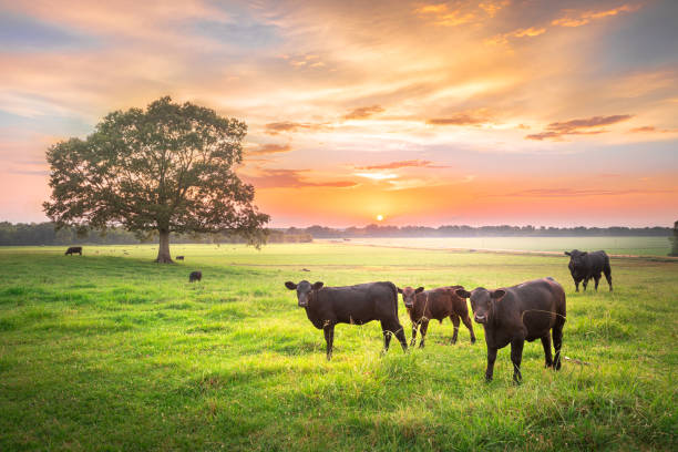 puesta de sol de vacas rurales de mississippi farm cows - summer solitary tree environment spring fotografías e imágenes de stock