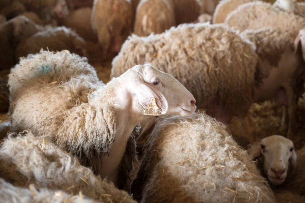 gregge di pecore in stalla. fotografia di alta qualità - formaggio di pecora foto e immagini stock