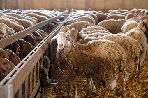 Flock of sheep in stable. High quality photography