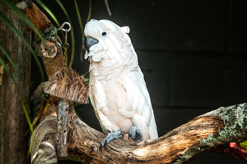 Cockatoo parrot sitting on a green tree branch in Australia. Sulphur-crested Cacatua galerita. Big white and yellow cockatoo with nature green background