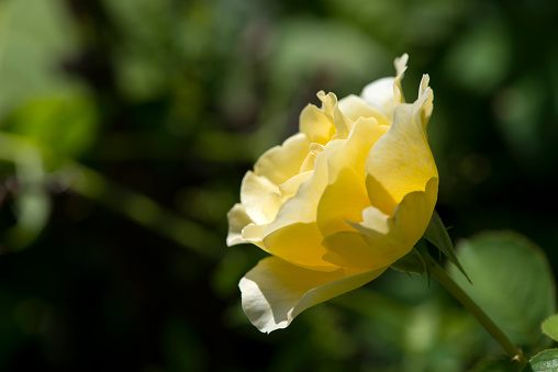 A rose bush, strewn with many bright yellow flowers, on a flower bed in the garden on a sunny day. A bright background of beautiful yellow rose flowers growing outdoors on a summer day in the rays of the sun.