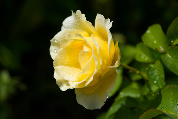 Yellow Rose with droplets of dew on petals. The small depth of field.