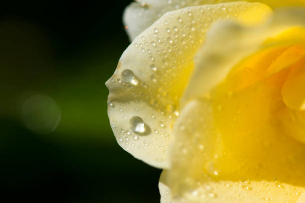 Yellow rose with pink border on blue background